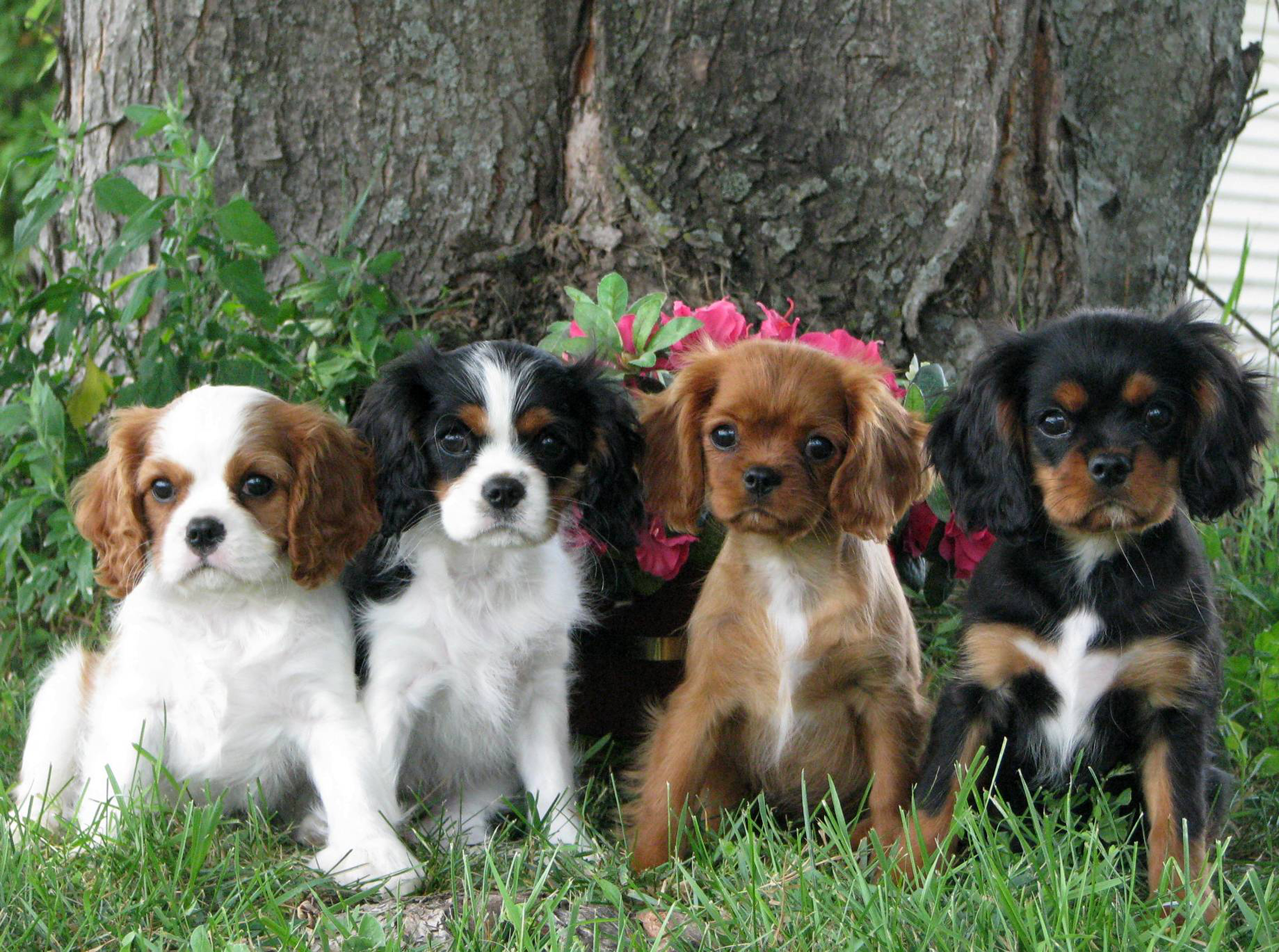 Cavalier King Charles Spaniel images, Photos of Cavalier King Charles Spaniel , Cute Cavalier King Charles Spaniel pictures, Cavalier King Charles Spaniel s images